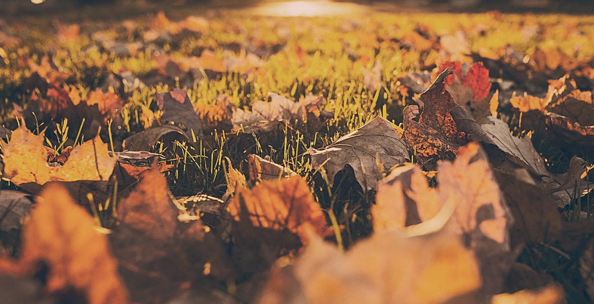 Vivamus sit amet luctus massa