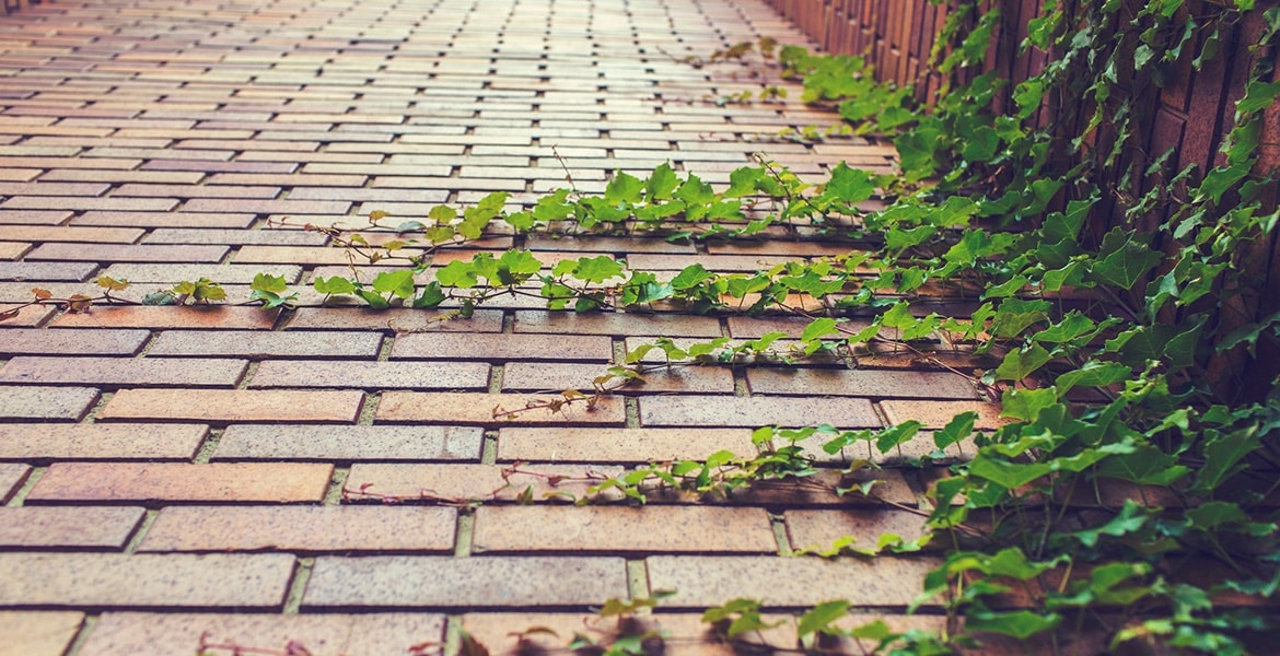 Nam eleifend sapien sit