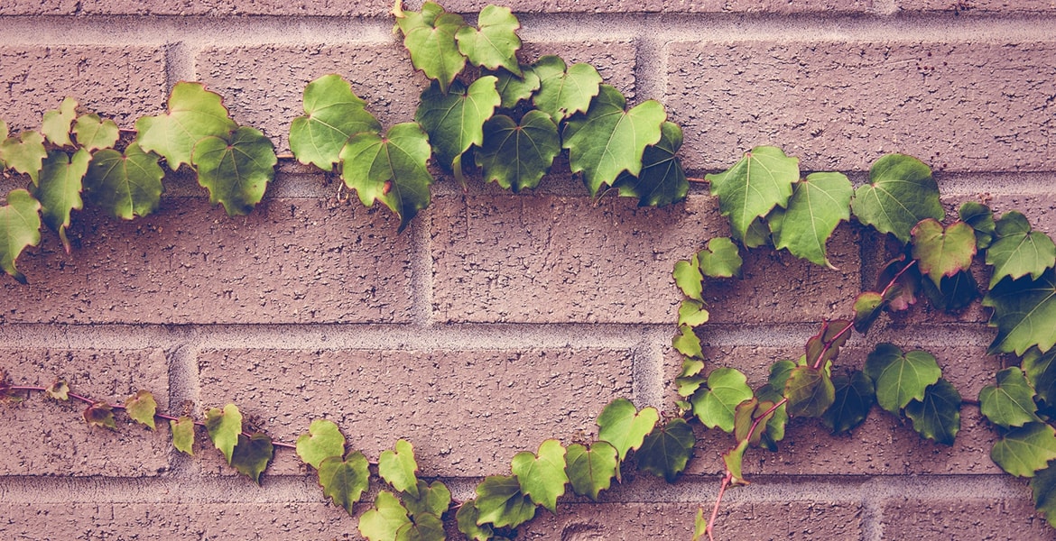 Sed et sapien congue